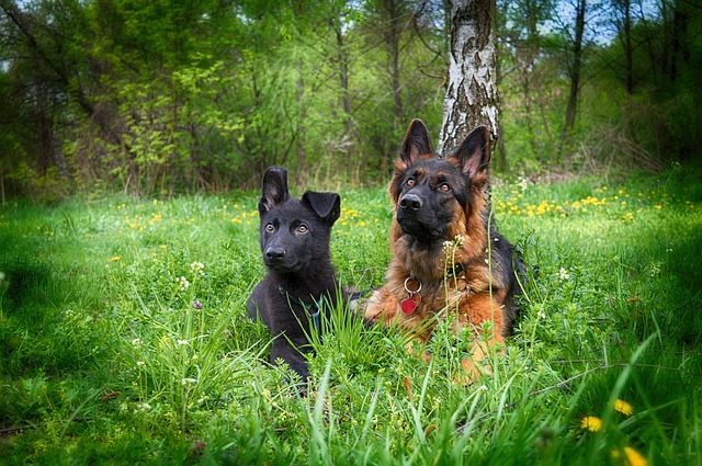 psi v trávě