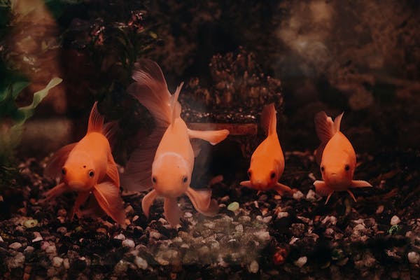 rybky v akváriu 